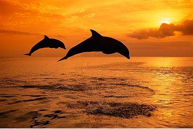 《丧尸围城：豪华复刻版》和《丧尸围城：复刻版》（2016）对比